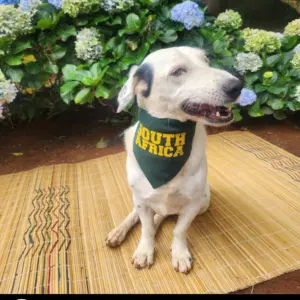 Dog South Africa Bandana - Bokkke Bandana